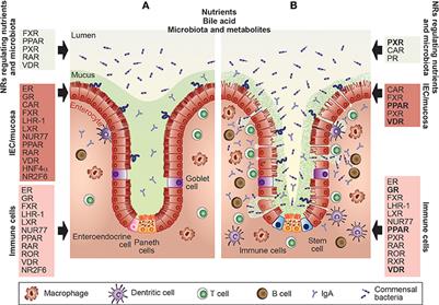 Nuclear Receptors Regulate Intestinal Inflammation in the Context of IBD